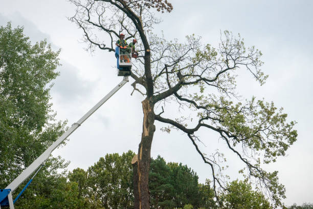 Best Hedge Trimming  in Waynesboro, MS
