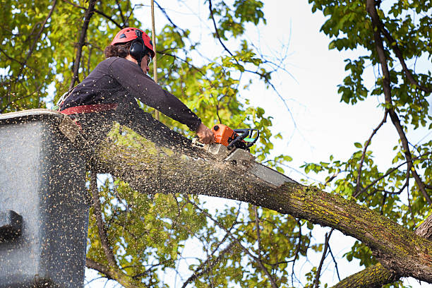 Best Stump Grinding and Removal  in Waynesboro, MS